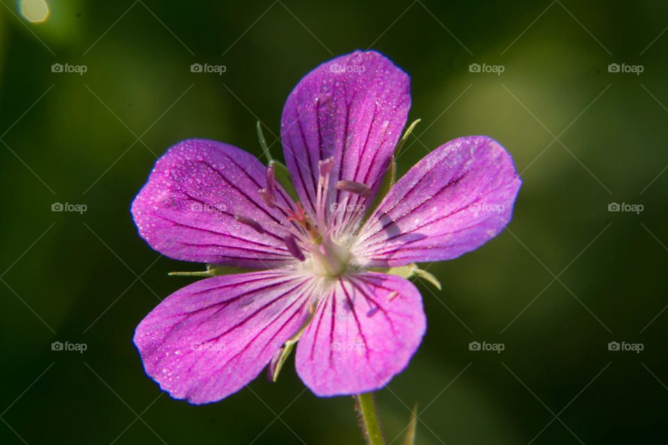 Purple flower in the forest under the shade of the trees