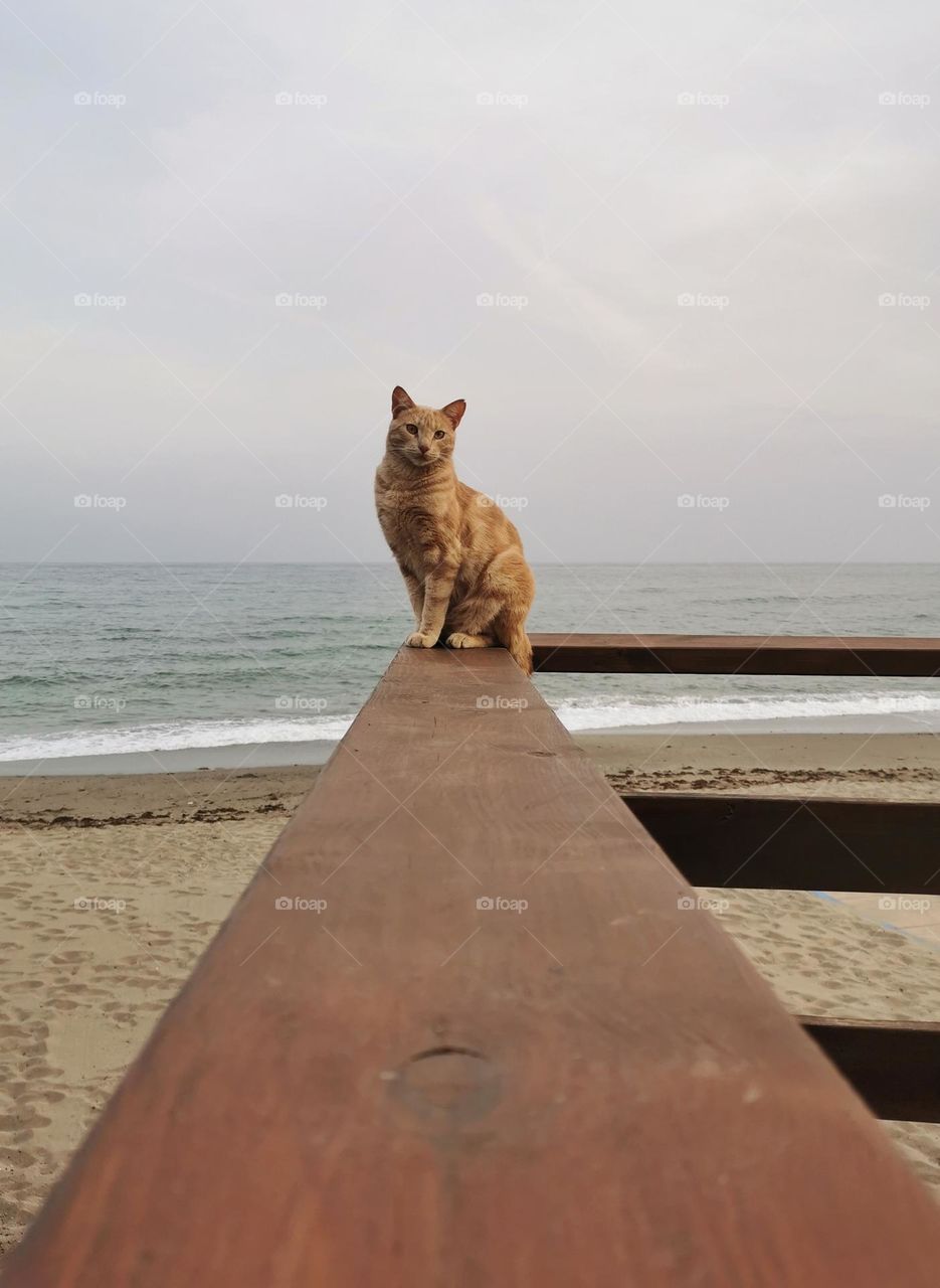 Found this ginger cat posing near my house