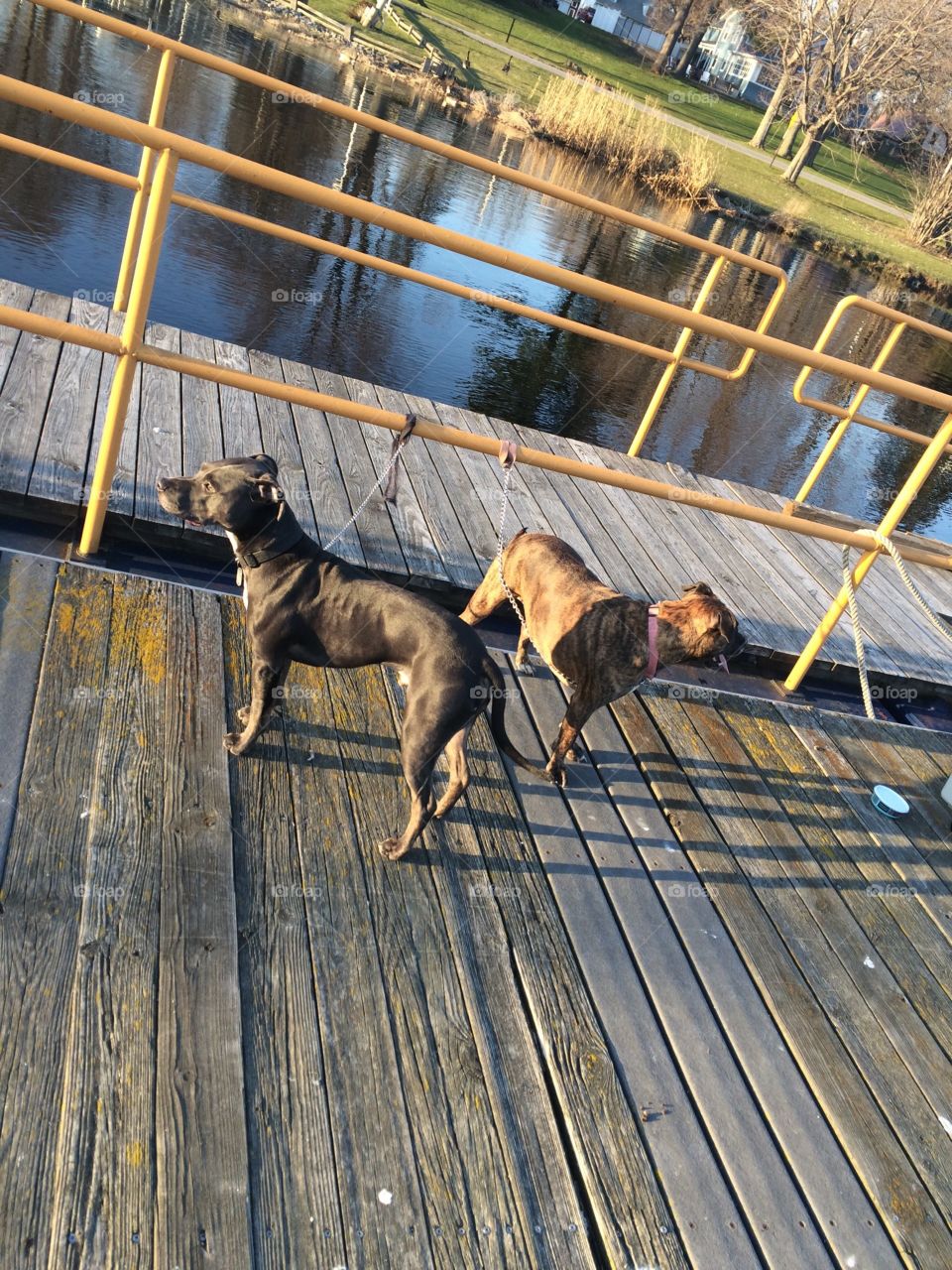 Dogs by water 