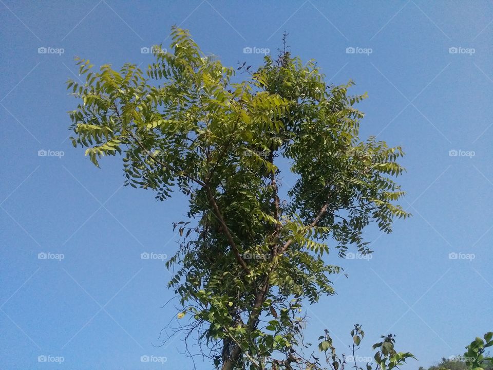 neem tree