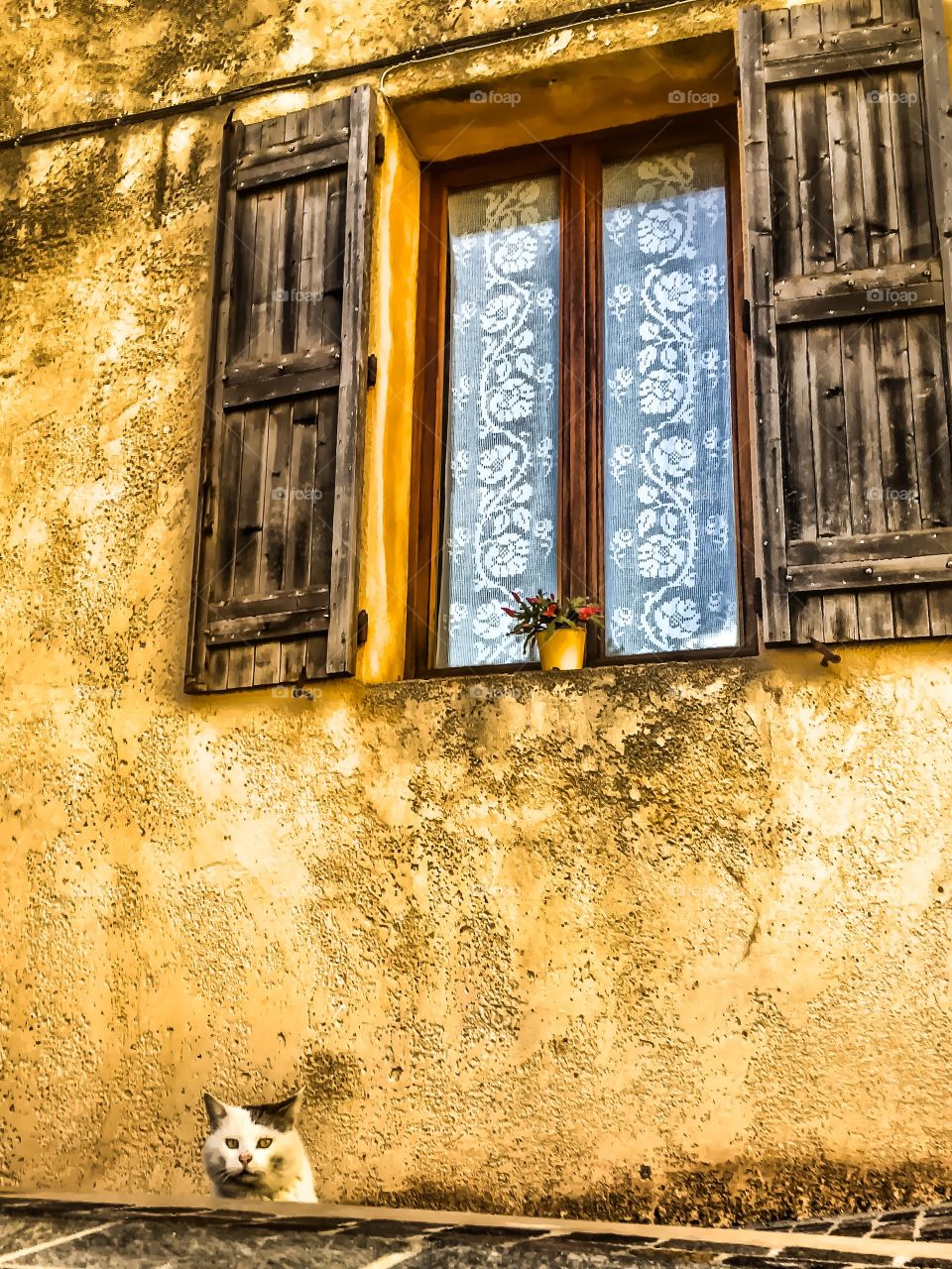 Cat Under a window