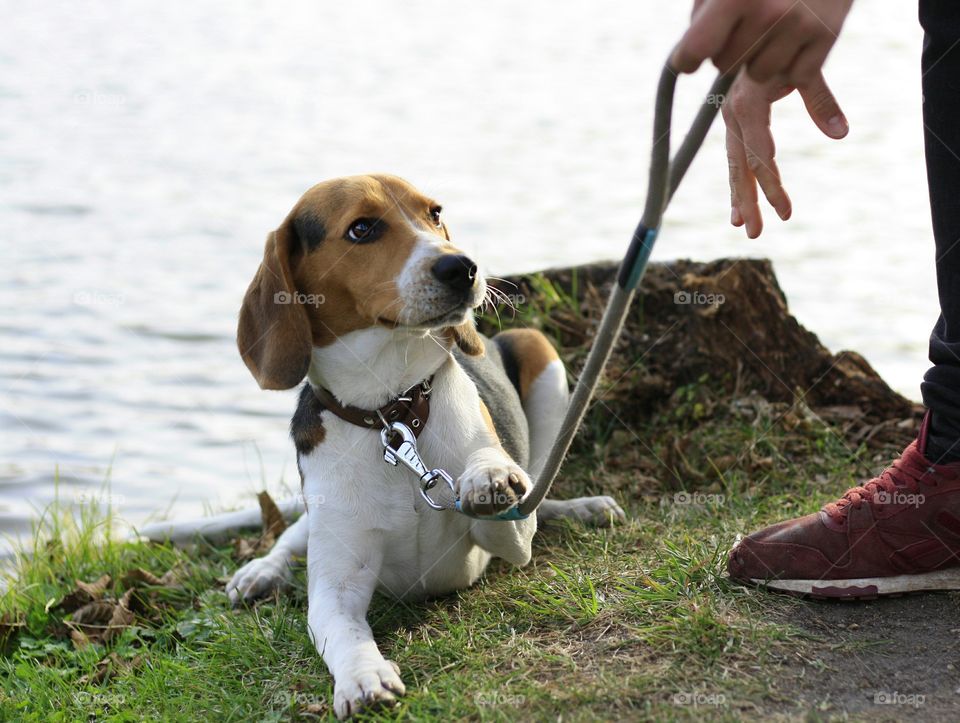 Don't pull my leash, human!