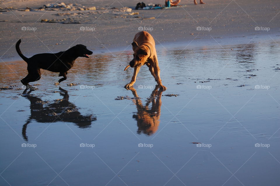 dogs playing in the beach at sunset
