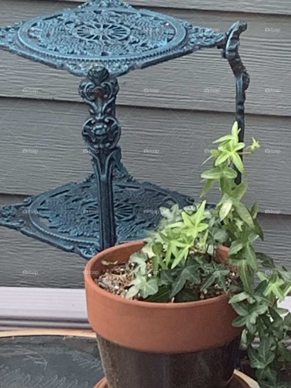 Outdoor houseplant 