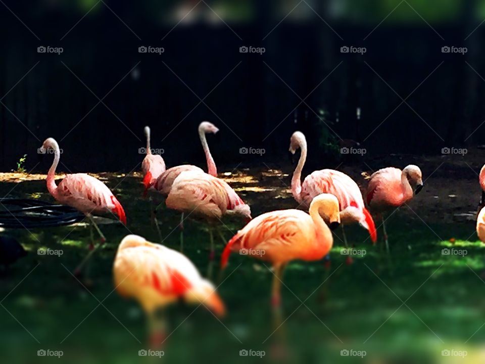 Flamingo Party II