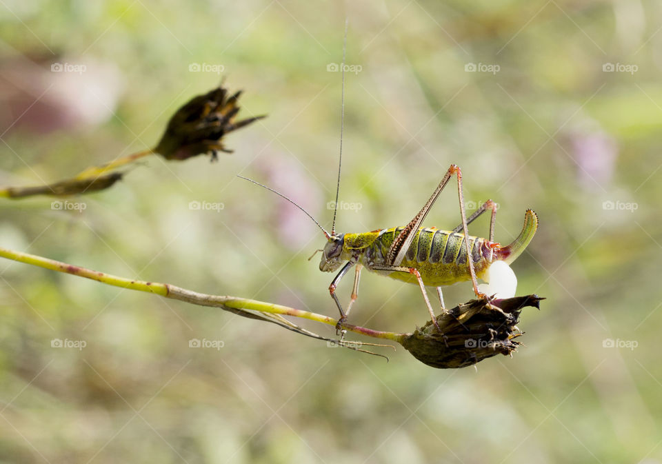 A grasshopper on a twig of a dry flower