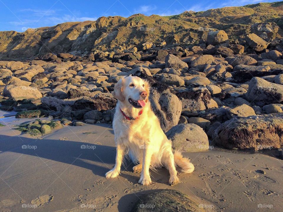 Pic of Alfa, my golden retriever, during a walk at the beach.