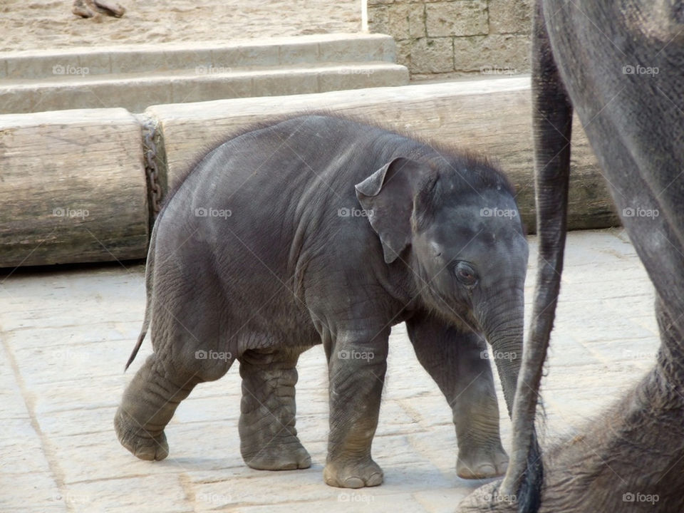 zoo elephants hannover elefanten by stef79