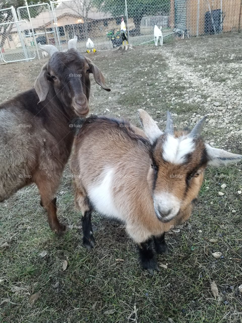 These lady goats really love the camera