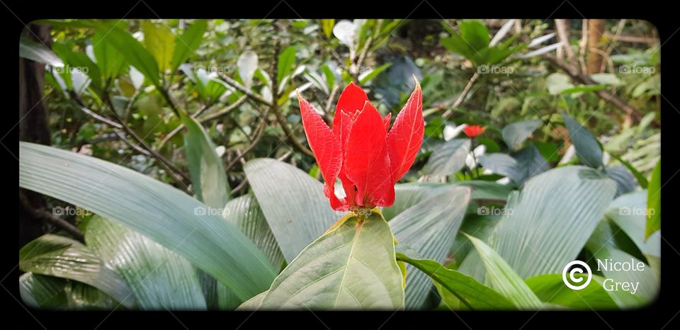 in the rainforest dome