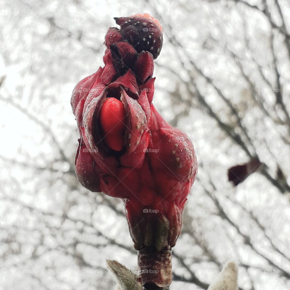 exotic looking red fruit of magnolia on a misty morning