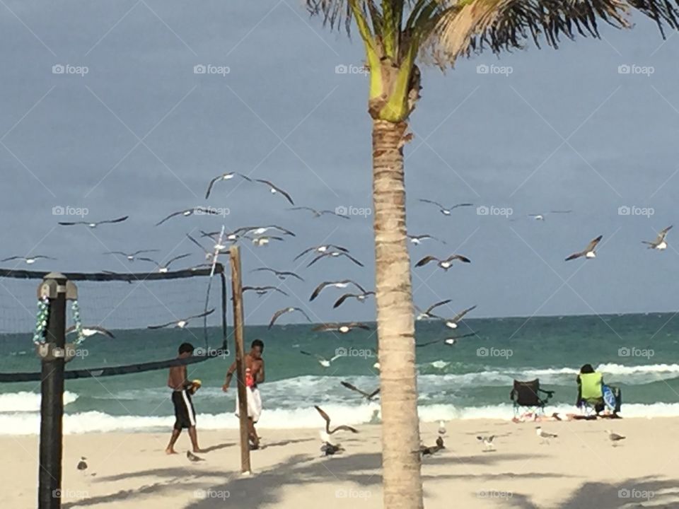 Outdoors,beach, palm tree, oceans, birds, boys , sand volleyball net,chair,nature, evening, Florida, hallendale,waves