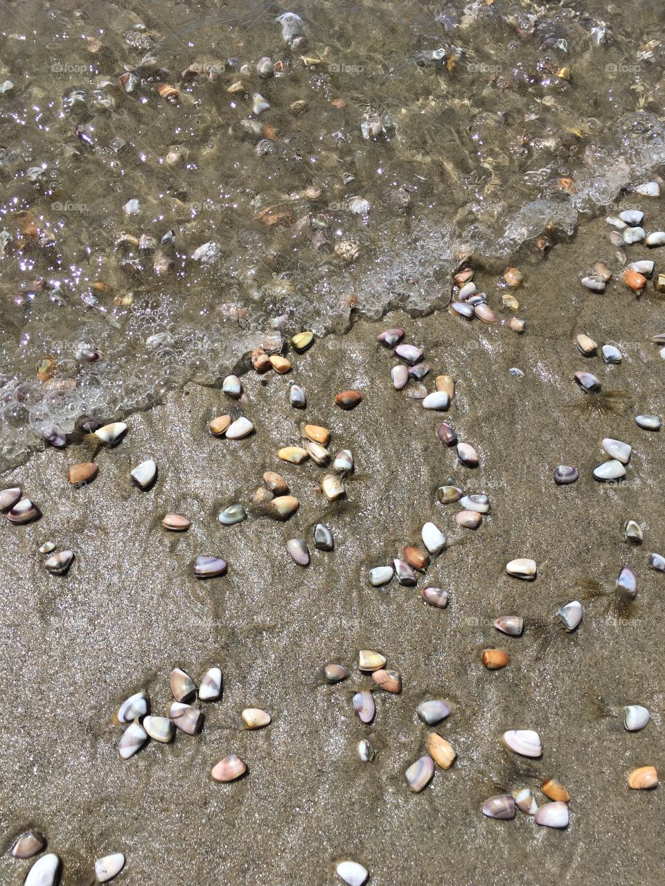 Sea shells