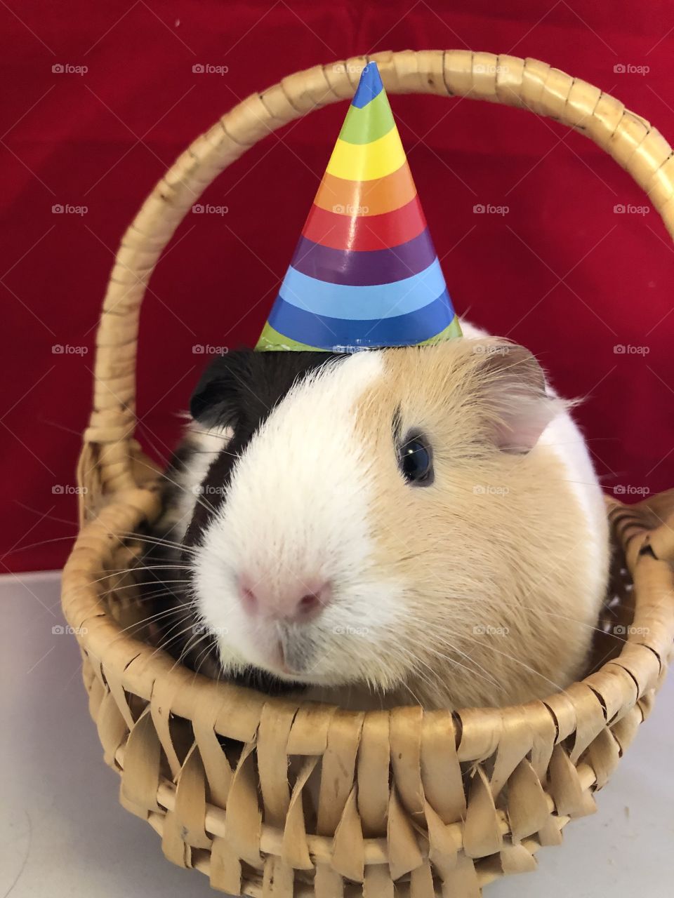 Guinea pig party