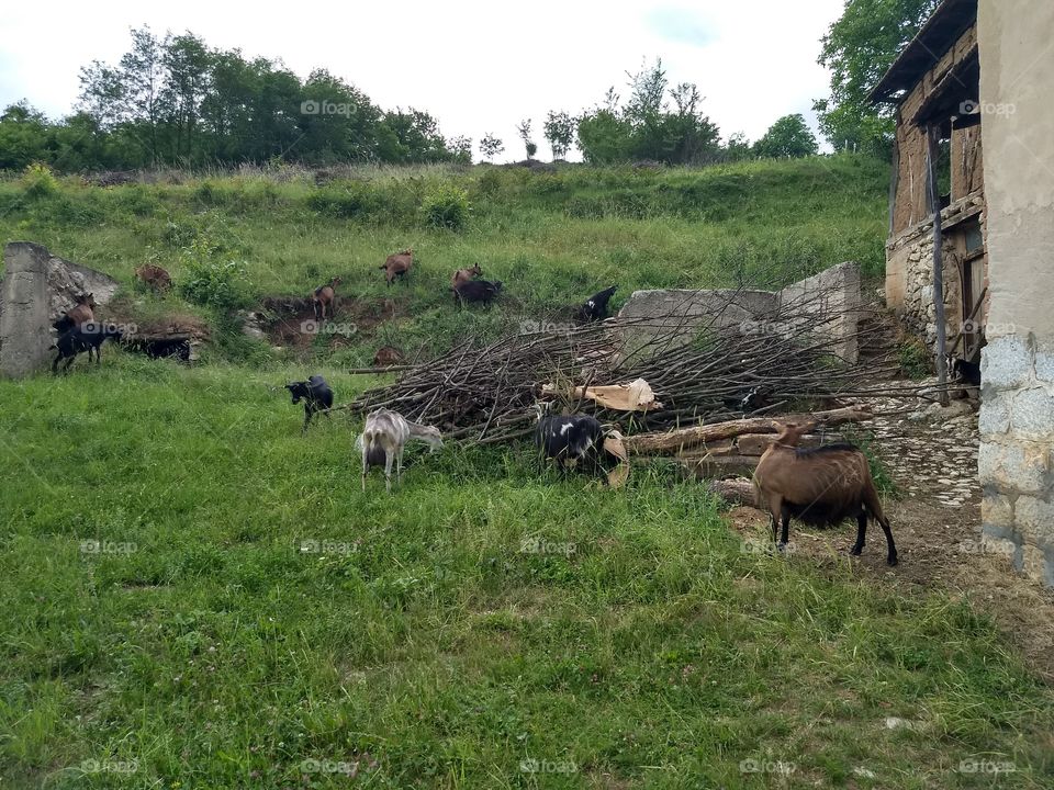 natural village goat