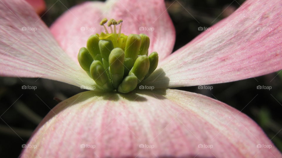 Pink flower dogwood