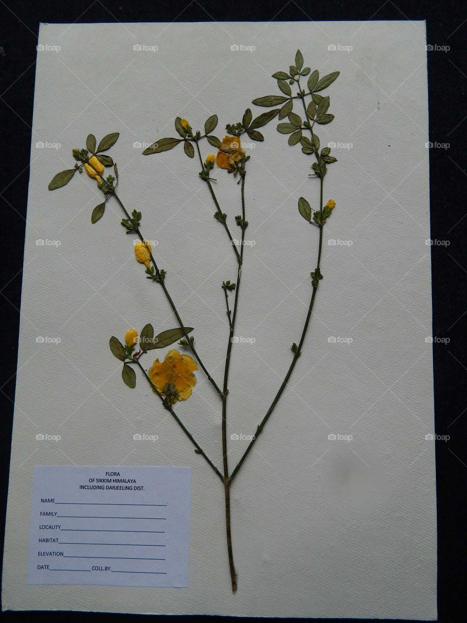 Herbarium of a plant specimen