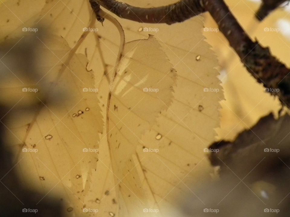 Birch leaves