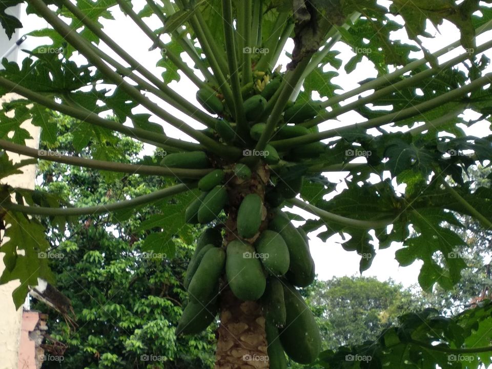 Papaya'S Tree