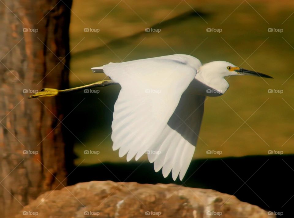 Snowy Egret in Flight