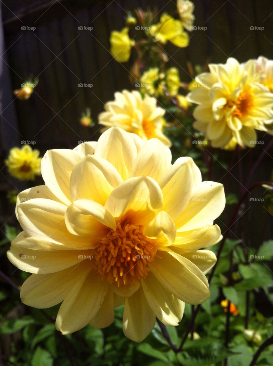 spring flowers yellow nature by derrybirkett