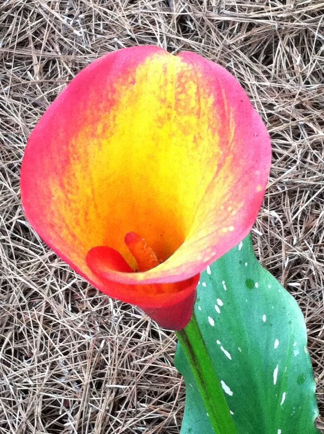 What a Flower!