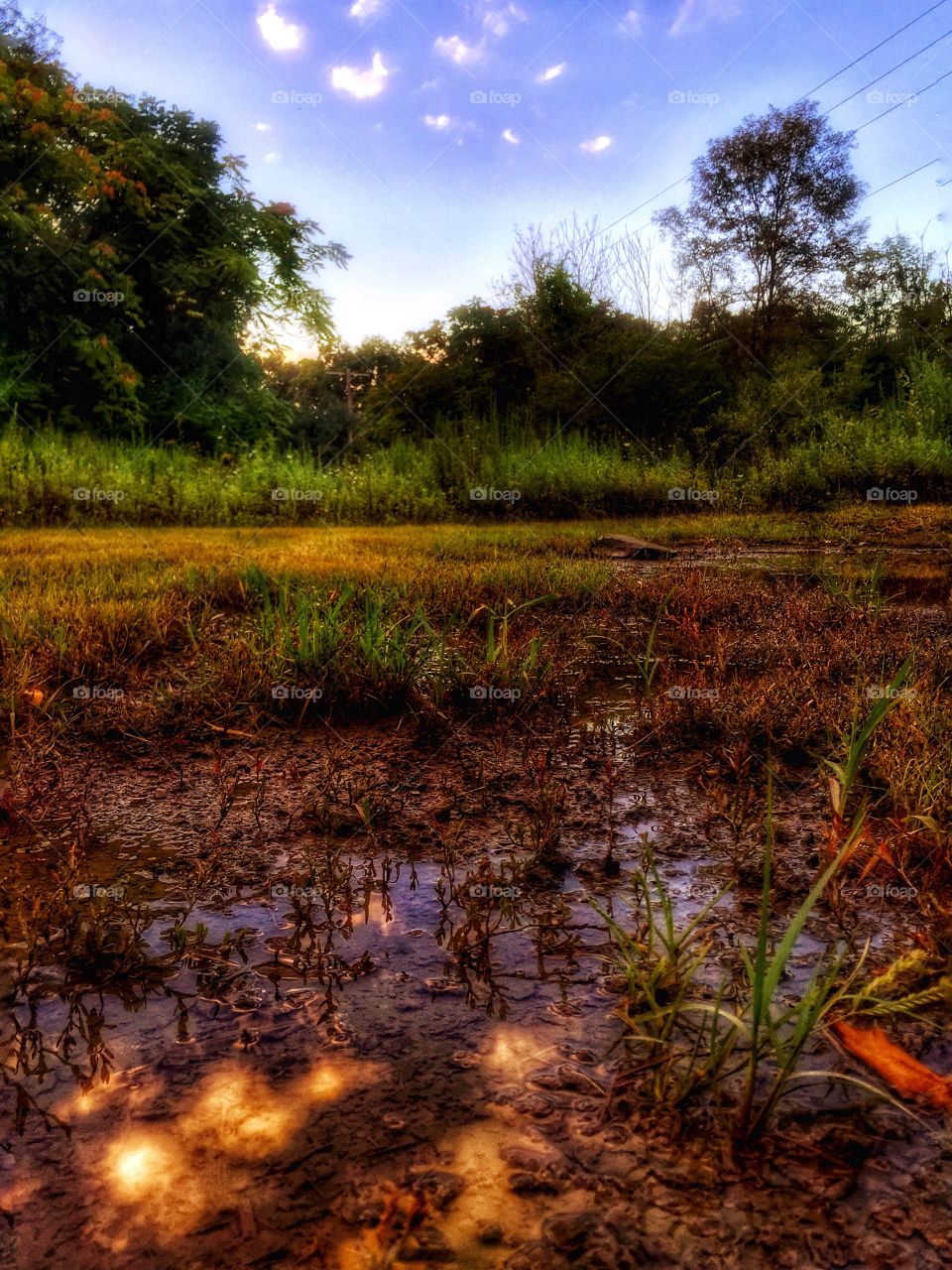 Marshlands. Marshlands at the end of a dry summer 