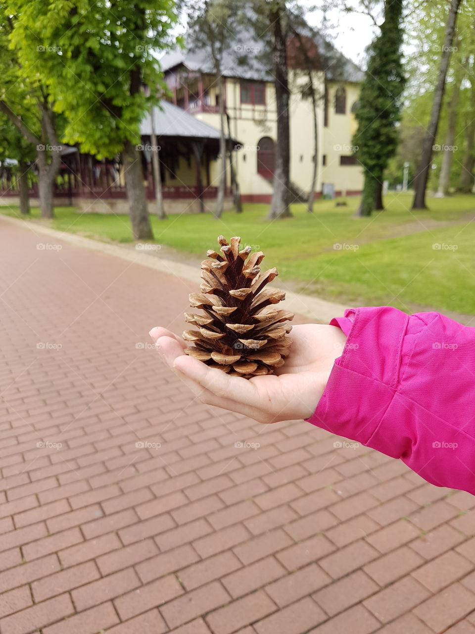 pine tree cone in kids hand outdoors