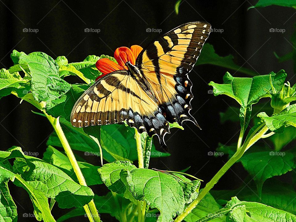 The glorious Mother Nature - Eastern Tiger Swallowtail Butterfly - I photographed these beautiful butterflies in my butterfly garden