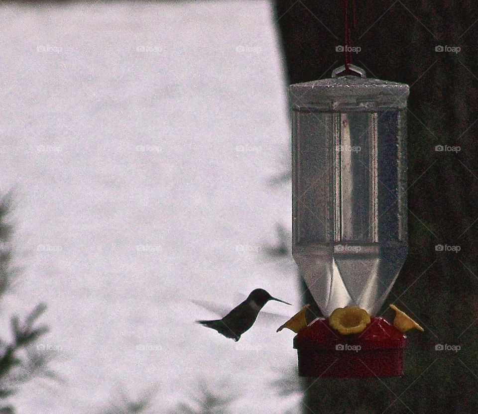 Humming Bird