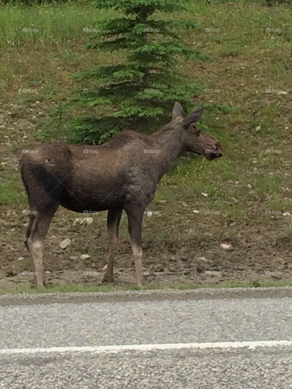 wildlife on side of road in Canada