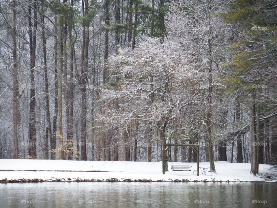 Bare tree and hammock on snow