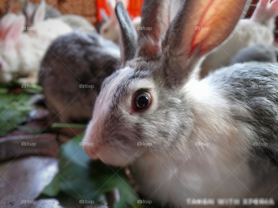 Rabbit 🐰