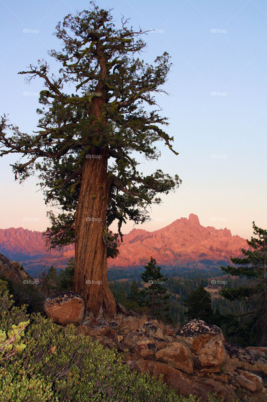 Large Tree with Mountains in the Background