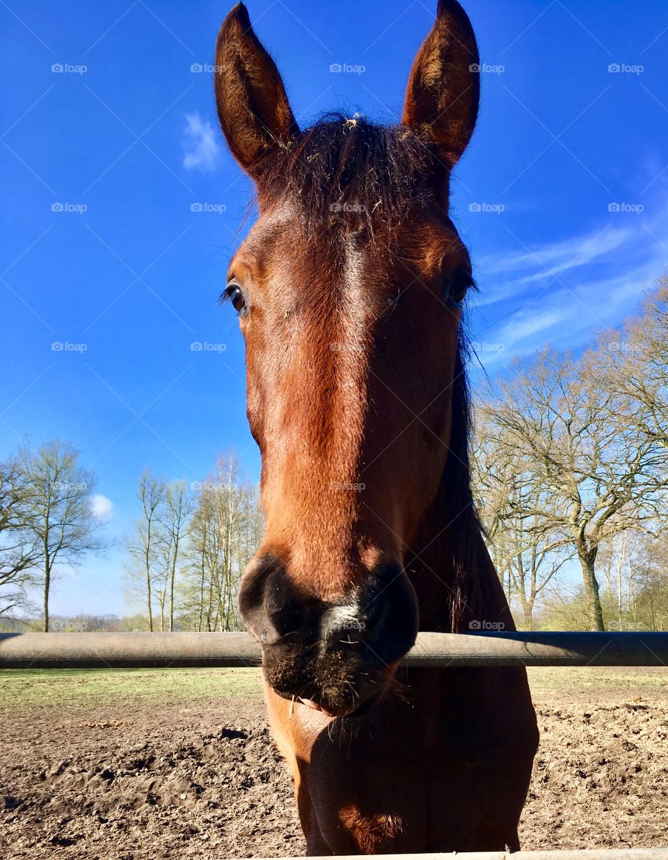 The suburb of Hamburg. Fields. Horses.Spring.