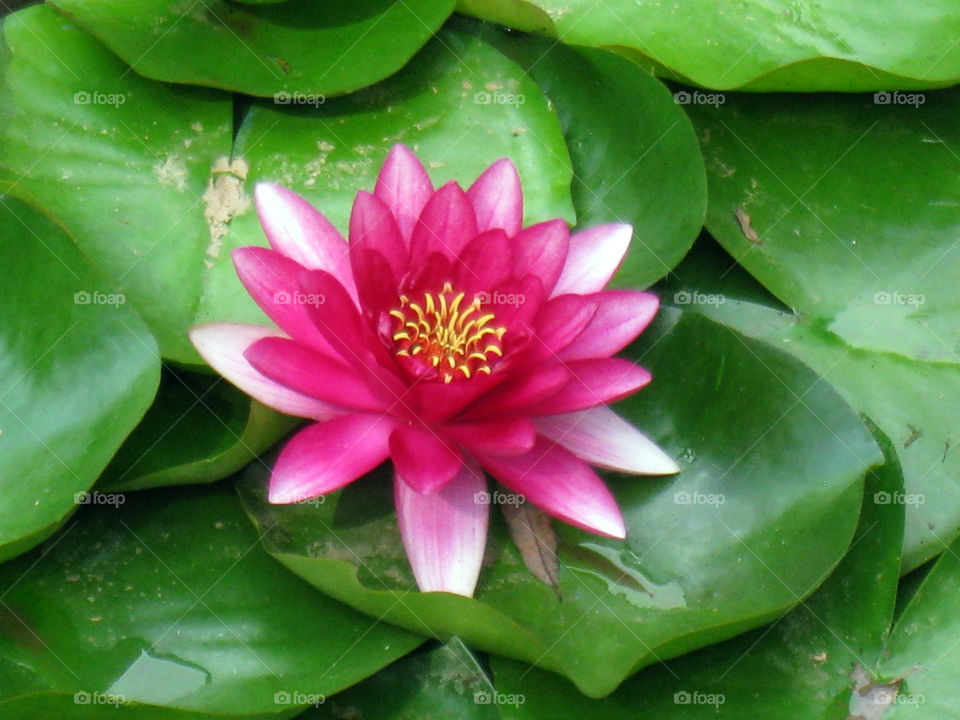 pink flower china lotus by mengzishiliu