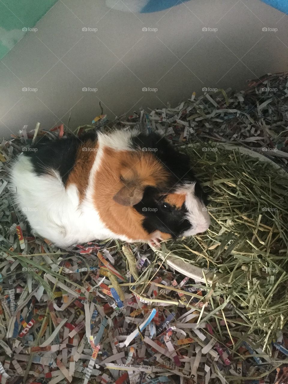 No Person, Cute, Mammal, One, Young