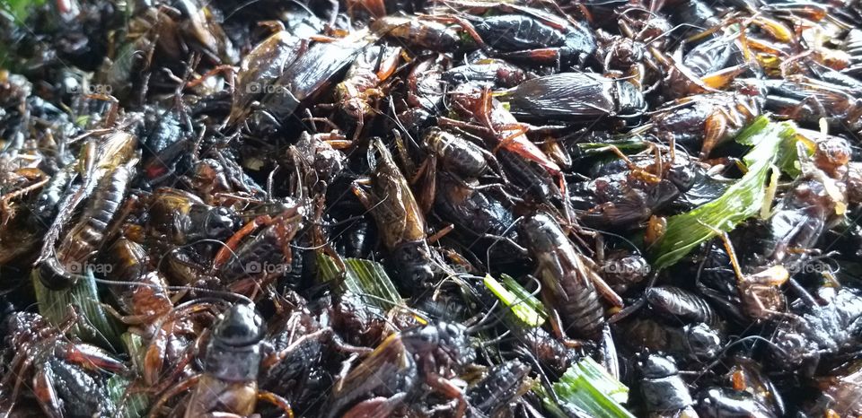 fried crickets. amazing thailand.