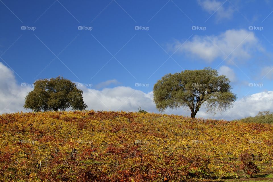 Sonoma Harvest. Vineyards in Sonoma County CA