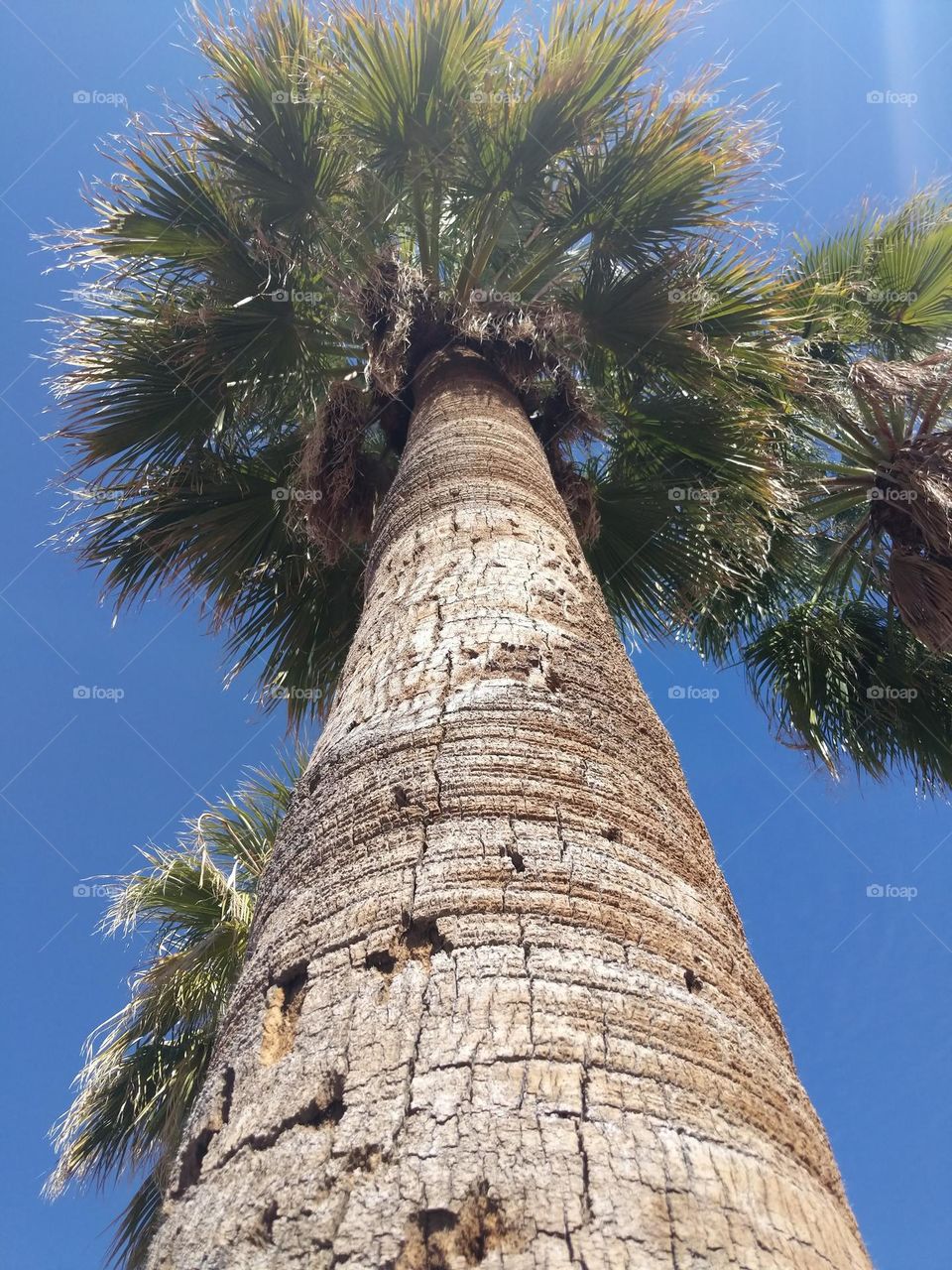 Another tall palm tree