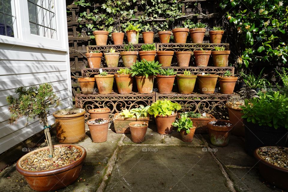 At the bottom of a neighbours garden are plenty of pots starting to bloom ... 