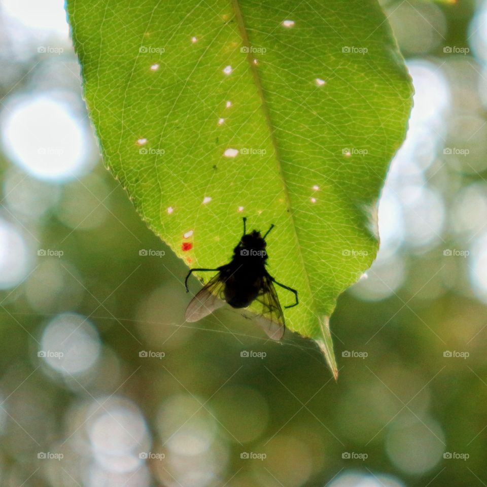 Fly on the leaf