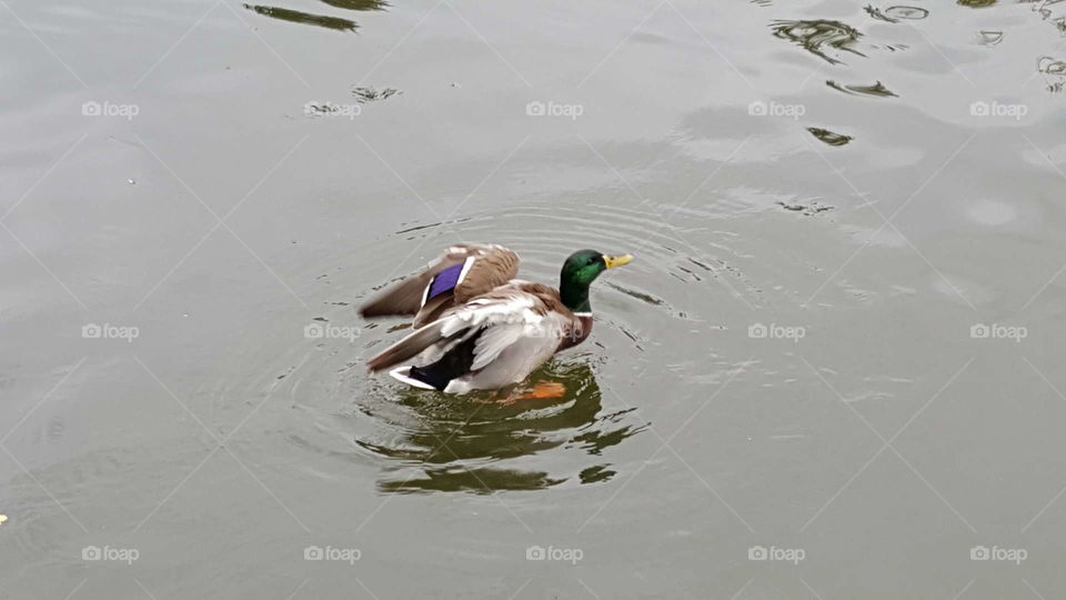 Duck Flying Away