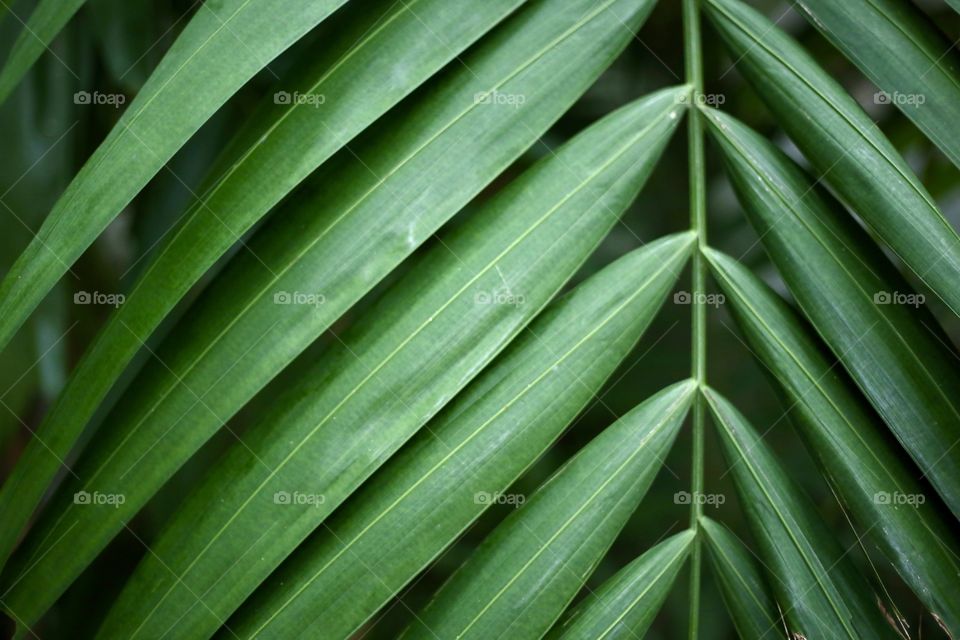 Leaf