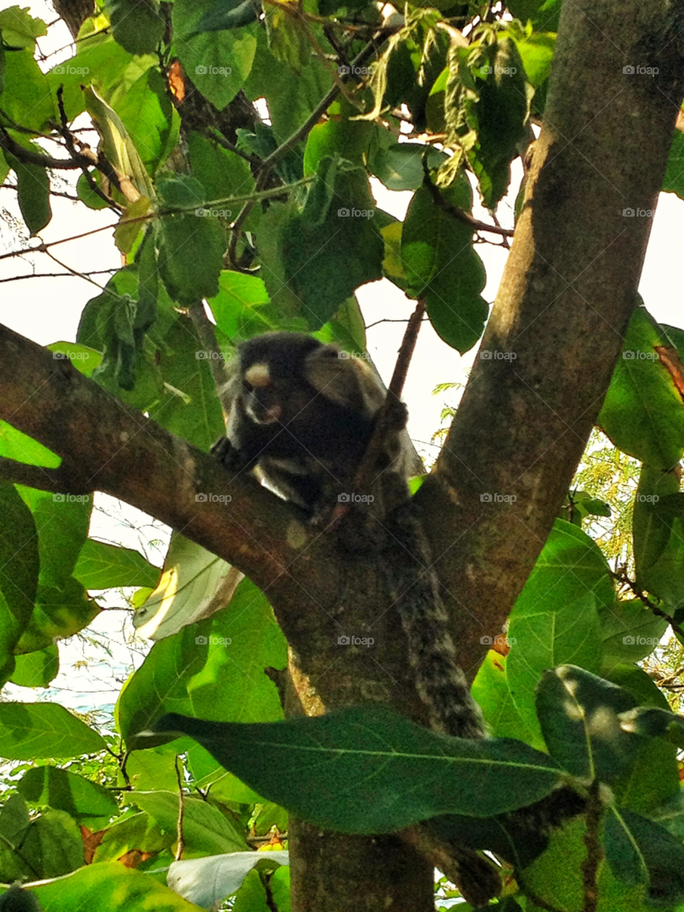 Tree, Wildlife, Nature, Outdoors, Leaf