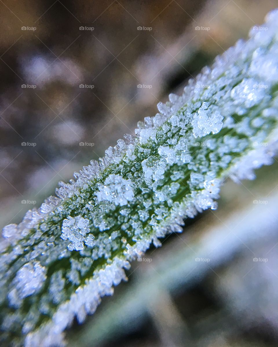 Nature, No Person, Flora, Frost, Winter