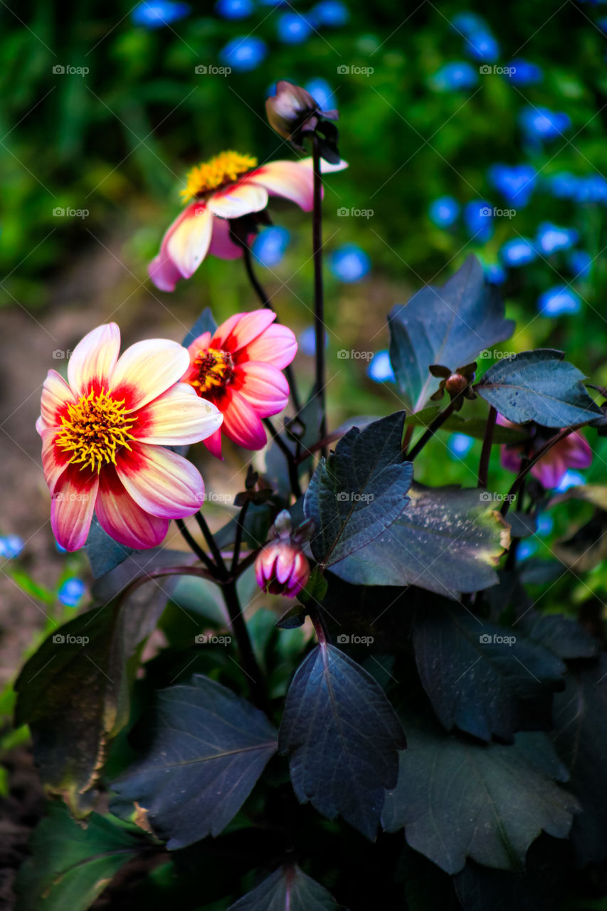 Beautiful flowers in focus from the garden in upstate New York 