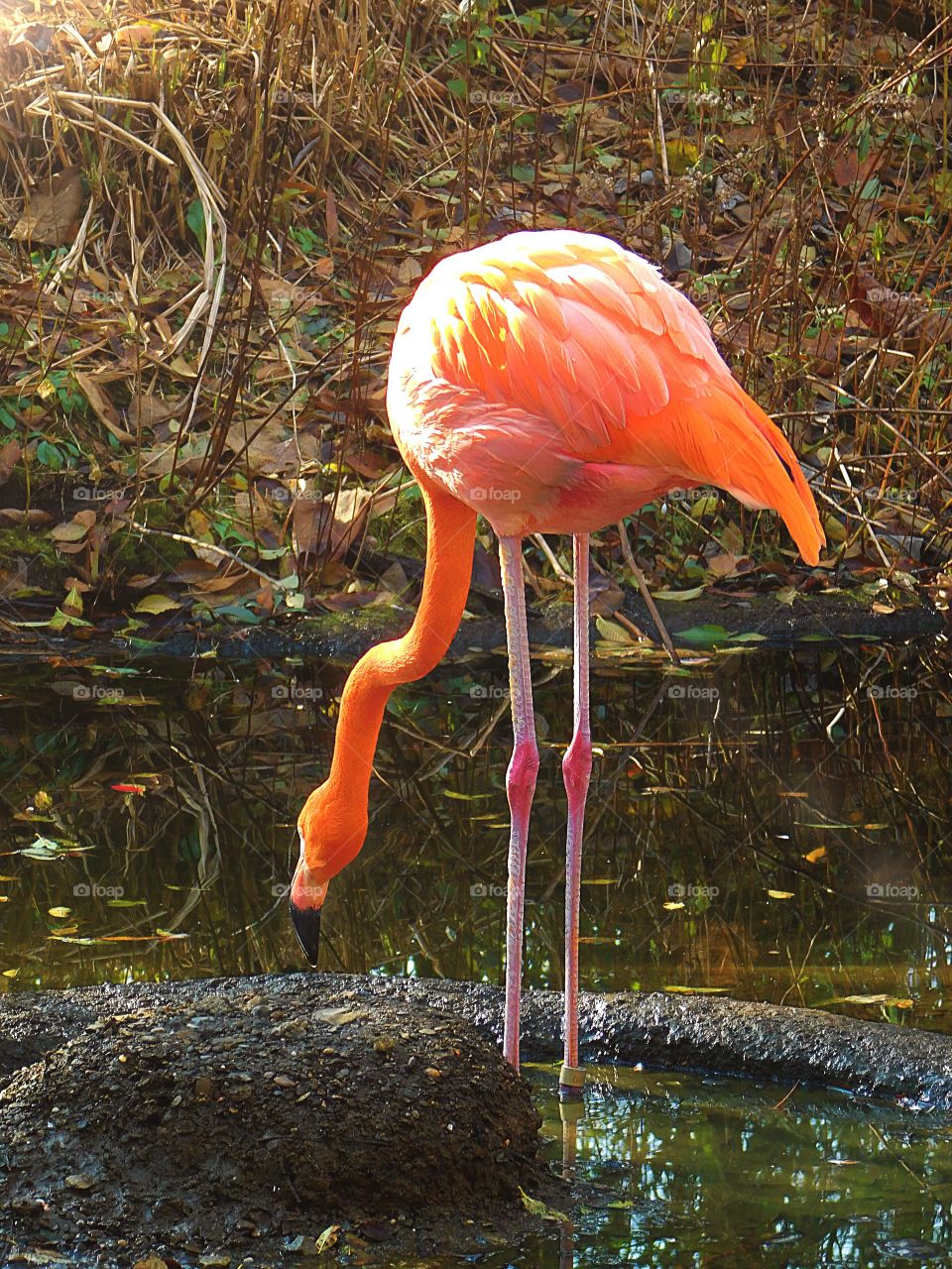 Tall Flamingo Drinking Water