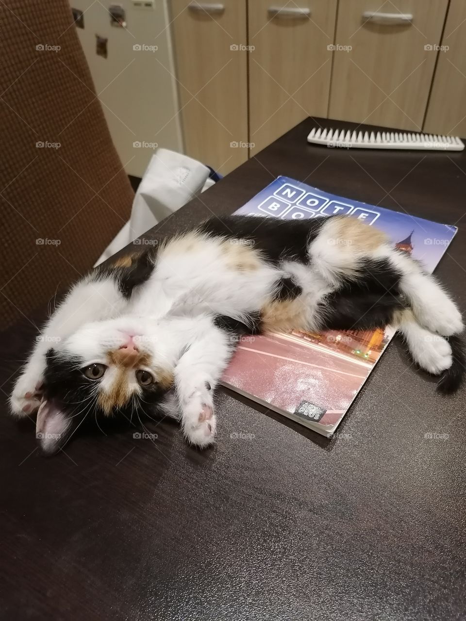 My cat won't let me study
