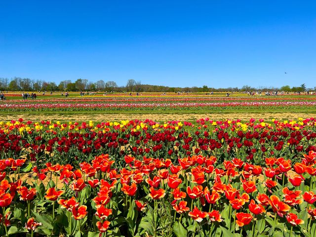 Many tulips 🌷 